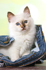 sitting Sacred Birman kitten