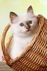 Sacred Birman kitten in basket