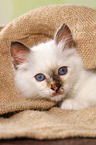 lying Sacred Birman kitten