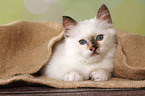 lying Sacred Birman kitten