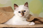 lying Sacred Birman kitten