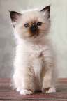 sitting Sacred Birman kitten