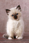 sitting Sacred Birman kitten