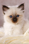 Sacred Birman kitten portrait