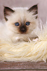 lying Sacred Birman kitten