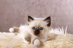 lying Sacred Birman kitten