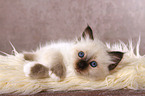 lying Sacred Birman kitten