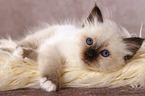 lying Sacred Birman kitten