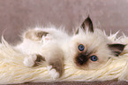 lying Sacred Birman kitten