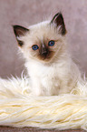 sitting Sacred Birman kitten