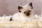 lying Sacred Birman kitten