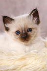 lying Sacred Birman kitten