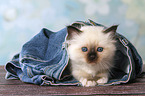 lying Sacred Birman kitten