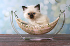 Sacred Birman kitten in basket