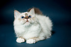 lying Sacred Birman