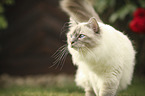 walking Sacred Birman