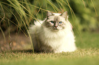 sitting Sacred Birman