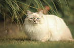 sitting Sacred Birman