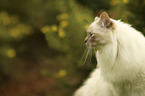 Sacred Birman portrait