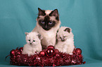 Sacred Birman