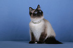 Sacred Birman