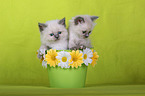 Sacred Birman kittens