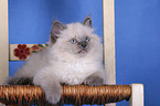 Sacred Birman kitten