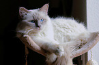 Sacred Birman