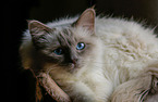 Sacred Birman Portrait