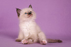 Sacred Birman Kitten