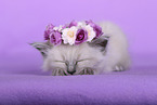 Sacred Birman Kitten