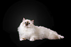 Sacred Birman