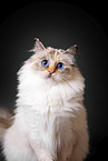 Sacred Birman