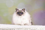 Sacred Birman