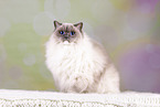 Sacred Birman