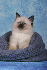 Sacred Birman Kitten