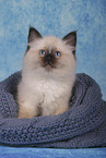 Sacred Birman Kitten