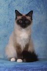 female Sacred Birman