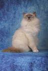 Sacred Birman tomcat