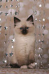 Sacred Birman Kitten