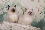 Sacred Birman Kitten