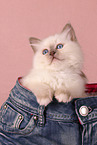 Sacred Birman Kitten