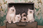 Sacred Birman Kitten