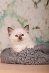 Sacred Birman Kitten