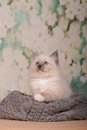 Sacred Birman Kitten