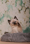 Sacred Birman Kitten