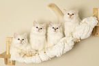 Sacred Birman Kitten