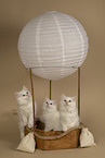 Sacred Birman Kitten