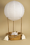 Sacred Birman Kitten