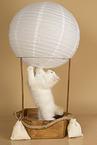 Sacred Birman Kitten